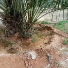 فسايل نخيل القصيم