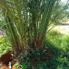 فروخ طيبه