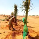 نخل مثمر للبيع نقايل جثايث نخيل شيشي سكري صقعي مجدول واشنطني