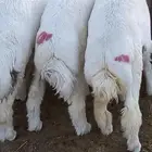 ذبائح حريات ونعيمي وتيوس بلدي