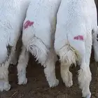 ذبائح كفو للضيوف والثلاجة