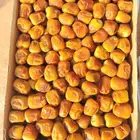 تمر رطب البيع جملة فقط