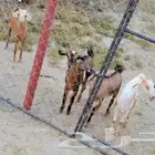 ماعز ..أعمارهم شهرين ونصف