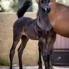 مطلوب مهره واهو