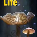 كتاب Life elementary PDF