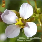 بذور القليقلان