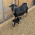 عنز قزميه جفره