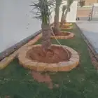 احواض نخيل وزراعه
