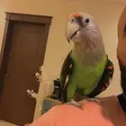 ببغاء كيب باروت النادر متكلم قمه في الولافه لأصحاب التميز