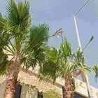 سلام عليكم نقوم بتكريب نخل العربي ول واشنطونيا
