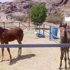 امهار شعبيه أعمارها من 6الي9 اشهر سليمه وواحد منها معه اوراق