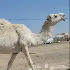 لقحه وضحى لاقح على بعير منتج