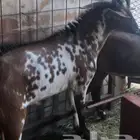 تيس احمر