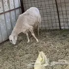 شاه لبيع مضرع شقى