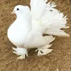 حمام رقاص