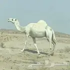 ناقه وضحى