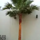 النخل واشنطونياء زينه للبيع