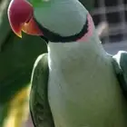 ذكر دره نيبالي