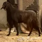 فحل قبرصي هجين فاخر