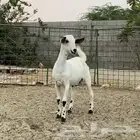 مشروع فحل بيشي اطرف