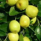 تطعيم سدر صيني تفاحي حمضيات او اي شجر