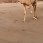 بكار لقايا ممشا وطفاح وعضم