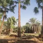 نخل عربي واشطني