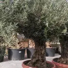 زيتون اسباني