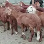 سواكني حمري للمناسبات تربية تجم ل