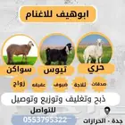 للبيع طليان ورخال