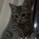 أنثى قط شيرازي فصيلة النمور للبيع ب 200 ريال