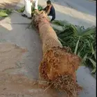 ترحيل النخيل وقشع الاشجار ثم نقوم بتكريب النخيل وتقليمه