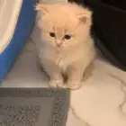 أبغا بسه تبني