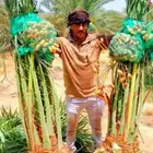 نخل صقعي إخلاص خضري سكري مجدول مقفزي