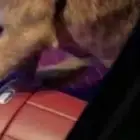 يوزر جاكو للبيع