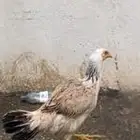 فروخ باكستاني سندي