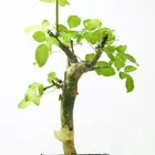 شتلات بشام  للييع