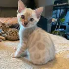 قطط بنغال سنو للبيع