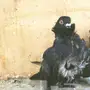 حمام كشكي