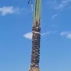 نخل للبيع جده مكه المكرمه الطايف