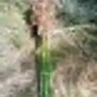 يوجد فسايل اخلاص كميه كبيره واسعار ممتازه واحجام كبيره