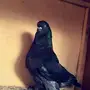 لونق فيس ذكور