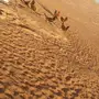 ديكه للبيع 