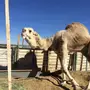 القصيم - فحل اشقح سدس  