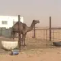 صفرا معشر 