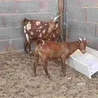 عنز جنوبيه للبيع مع ولدها