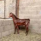 تيس جنوبي للبيع ( محافظة حقل)