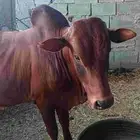 اعرض لكم بقره وثور البقره سديس والثور جذع عمره سنتين ونص شرط