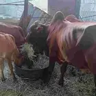 المجارده أحد ثربان