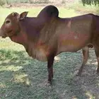 ثور فحل